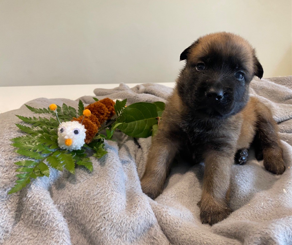 de la Tribu des Lou-ïs - Chiot disponible  - Berger Belge